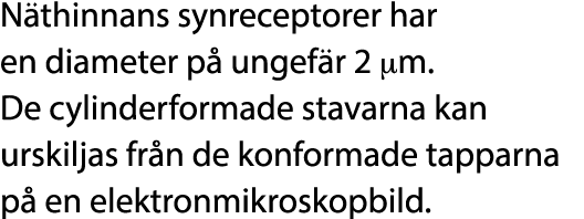 N thinnans synreceptorer har en diameter p ungef r 2 μm. De cylinderformade stavarna kan urskiljas fr n de konformad...