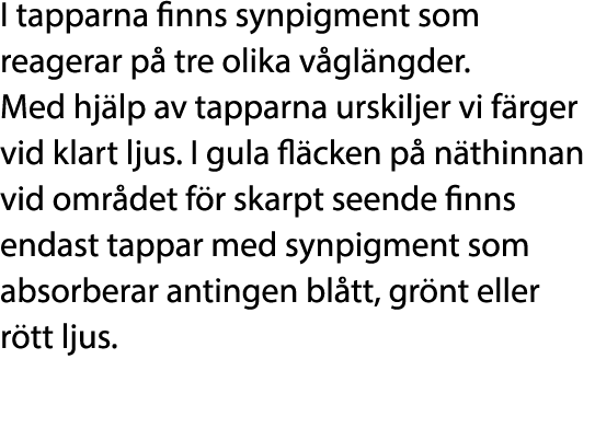 I tapparna finns synpigment som reagerar p tre olika v gl ngder. Med hj lp av tapparna urskiljer vi f rger vid klart...